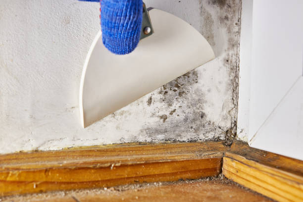Best Mold Odor Removal Services  in High Rolls, NM