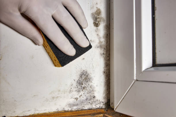 Best Industrial Mold Remediation  in High Rolls, NM